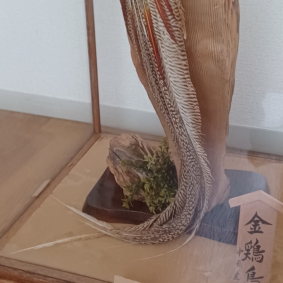 剥製 金鶏鳥 中国産 珍品 動物 昭和レトロ オブジェ 置物 アンティーク