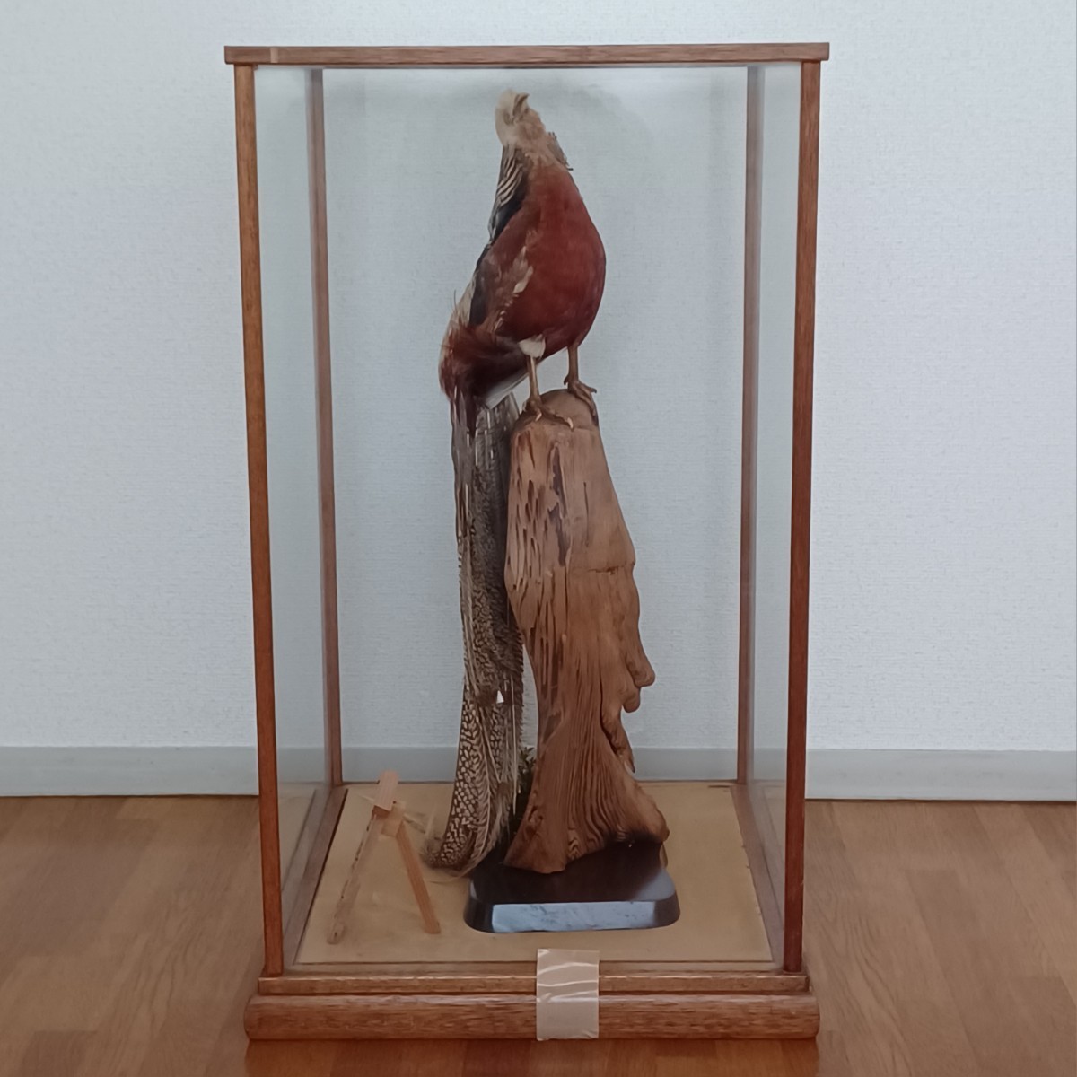 剥製 金鶏鳥 中国産 珍品 動物 昭和レトロ オブジェ 置物 アンティーク