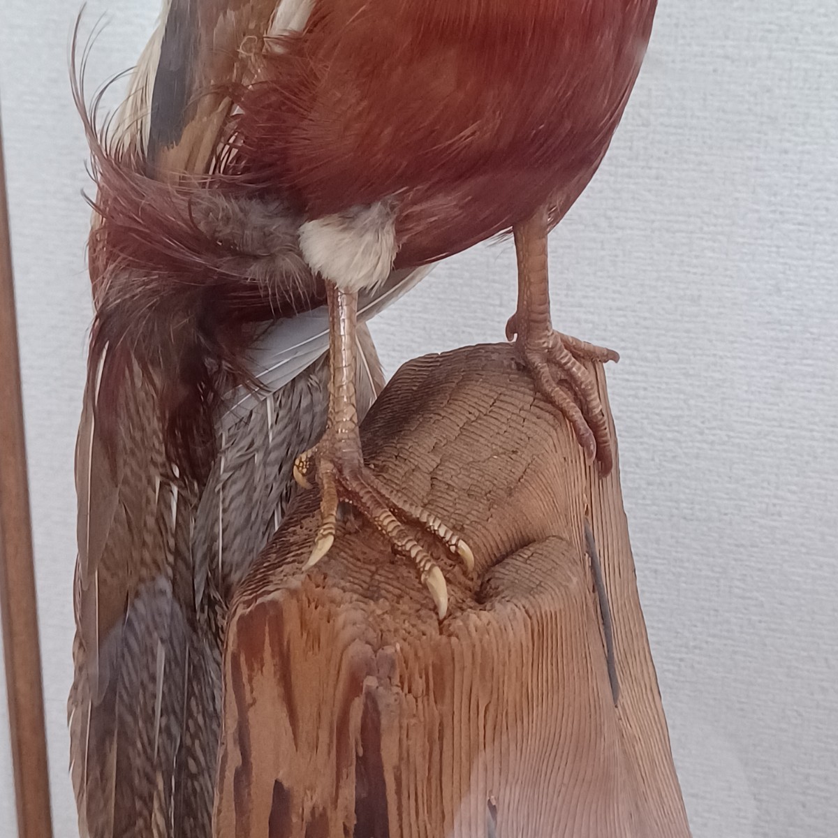 剥製 金鶏鳥 中国産 珍品 動物 昭和レトロ オブジェ 置物 アンティーク