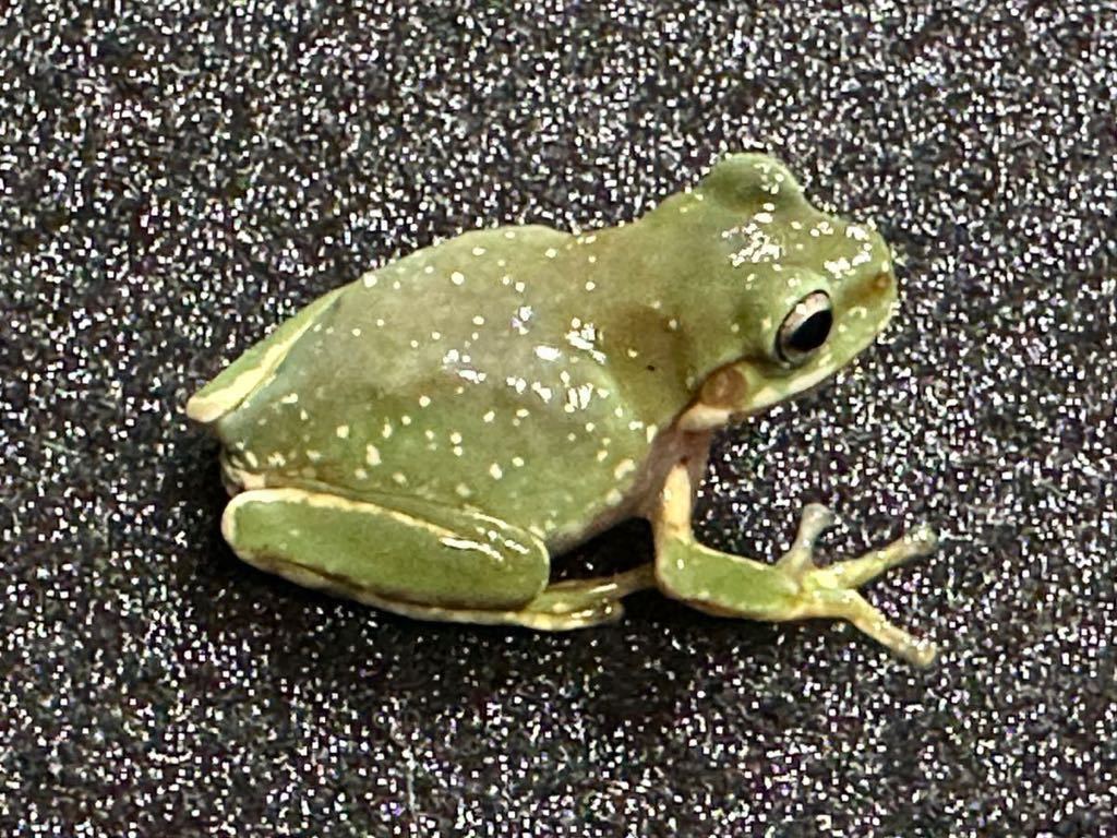 【Bears Frog】イエアメガエル　ブルー系 スノースポット フットライン＆フェイスライン入り　③