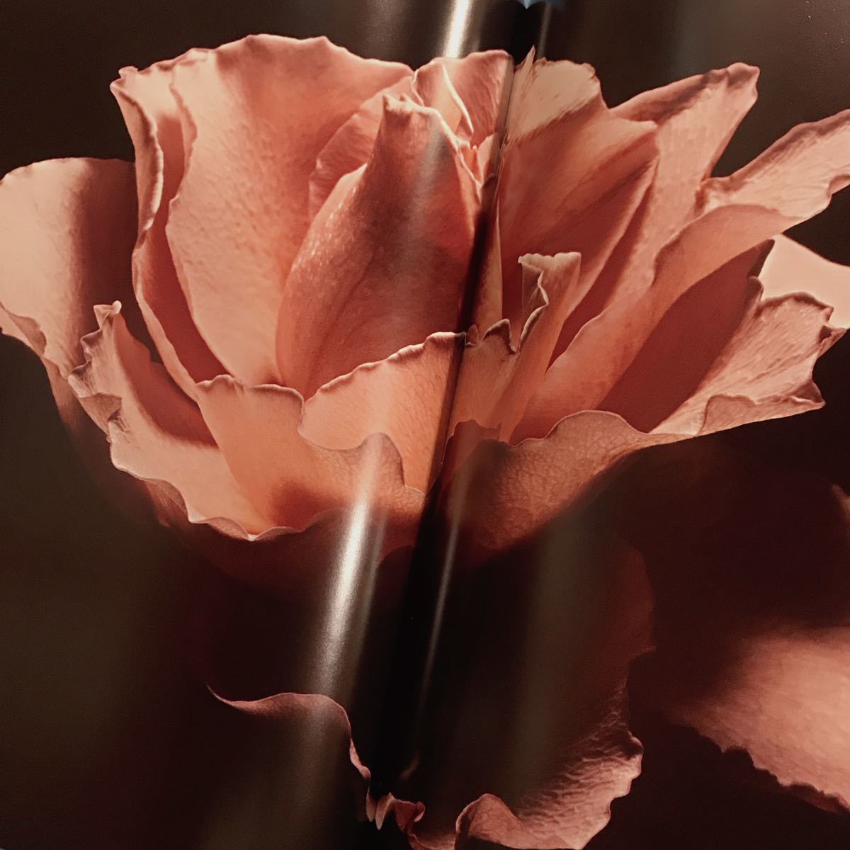 VISIONAIRE 40：DAVID SIMS ROSES　★★値下げしました VISIONAIRE 40 ROSES DAVID SIMS