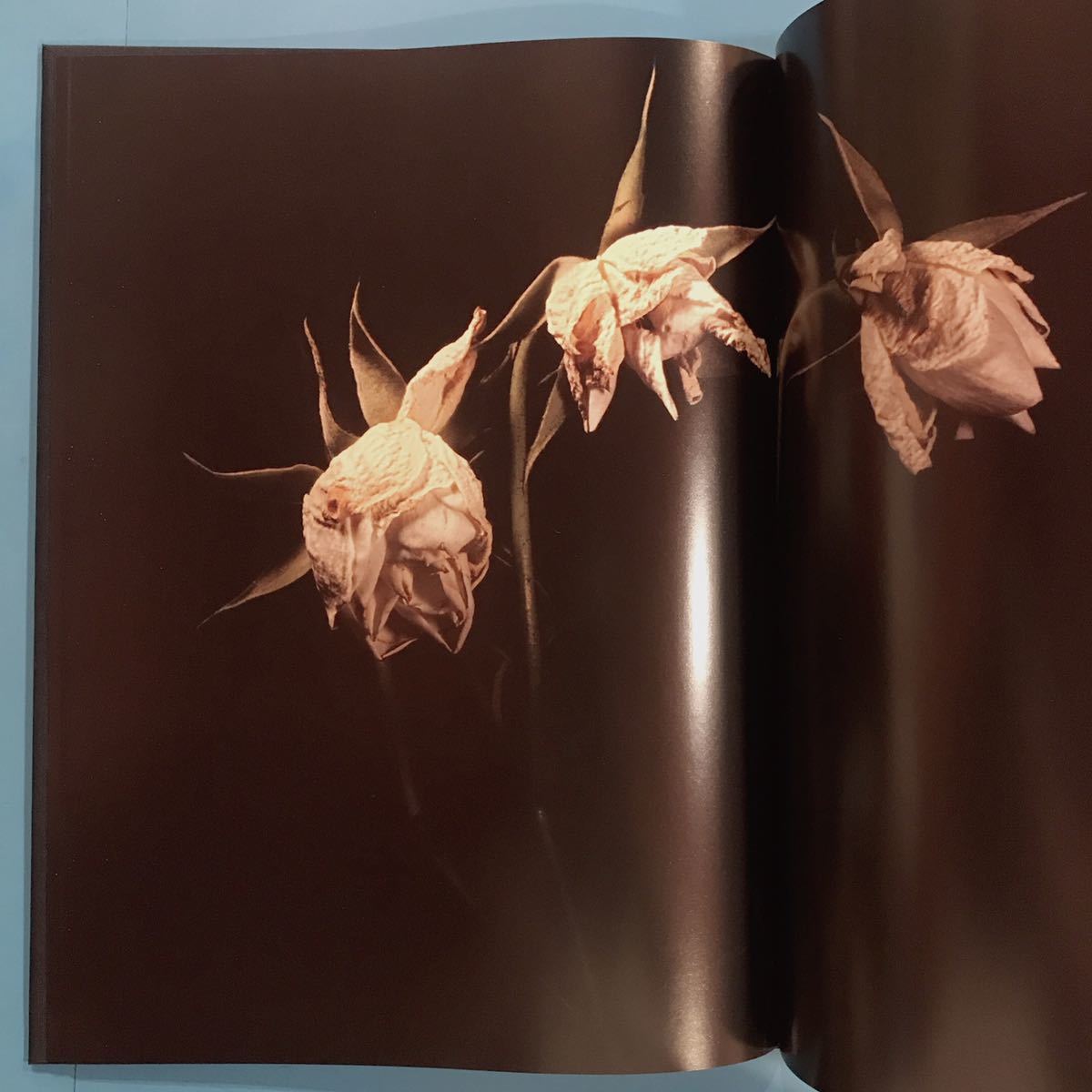 VISIONAIRE 40 DAVID SIMS ⁄ ROSES サイン本 ?v=