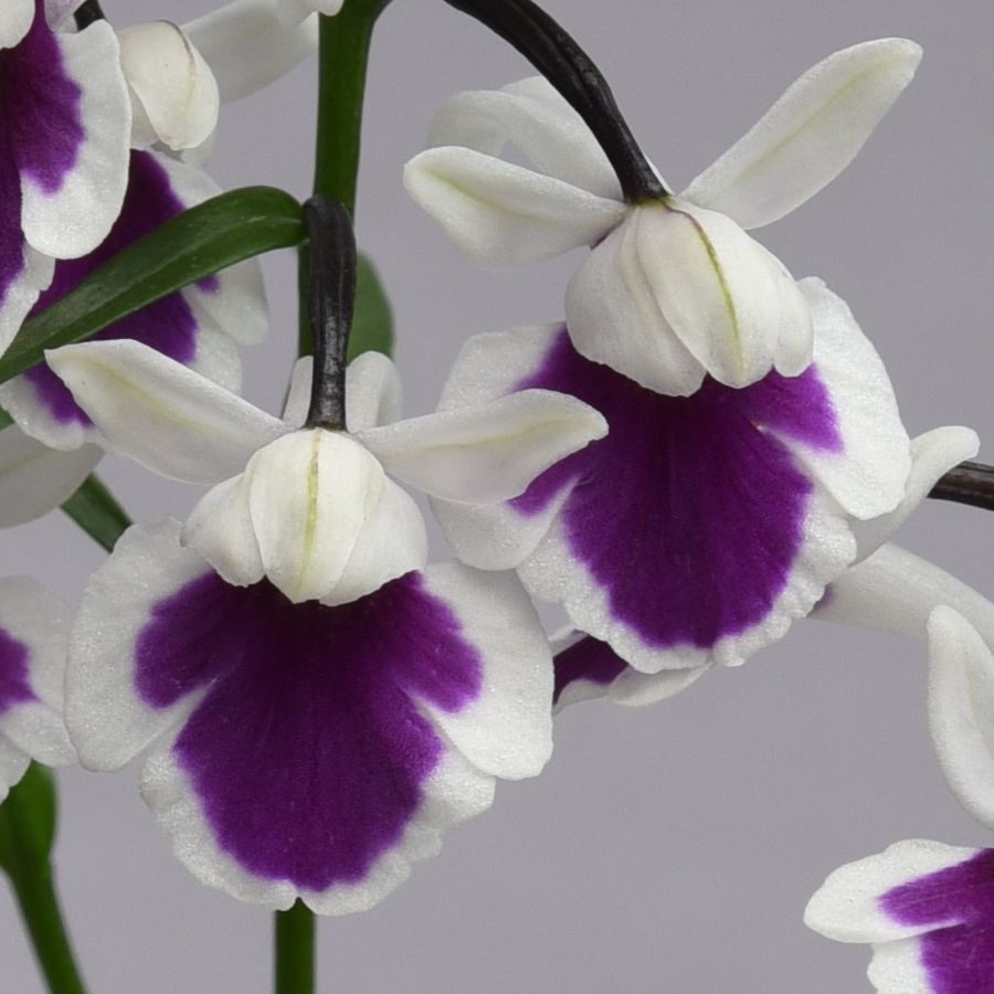 i0142-03無銘交配種 紫一点花の増殖品 ウチョウラン（山野草