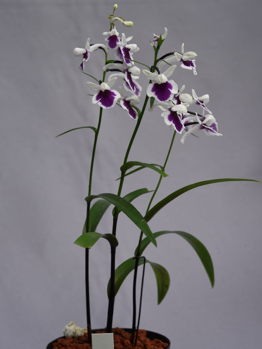 i0142-03無銘交配種 紫一点花の増殖品 ウチョウラン（山野草
