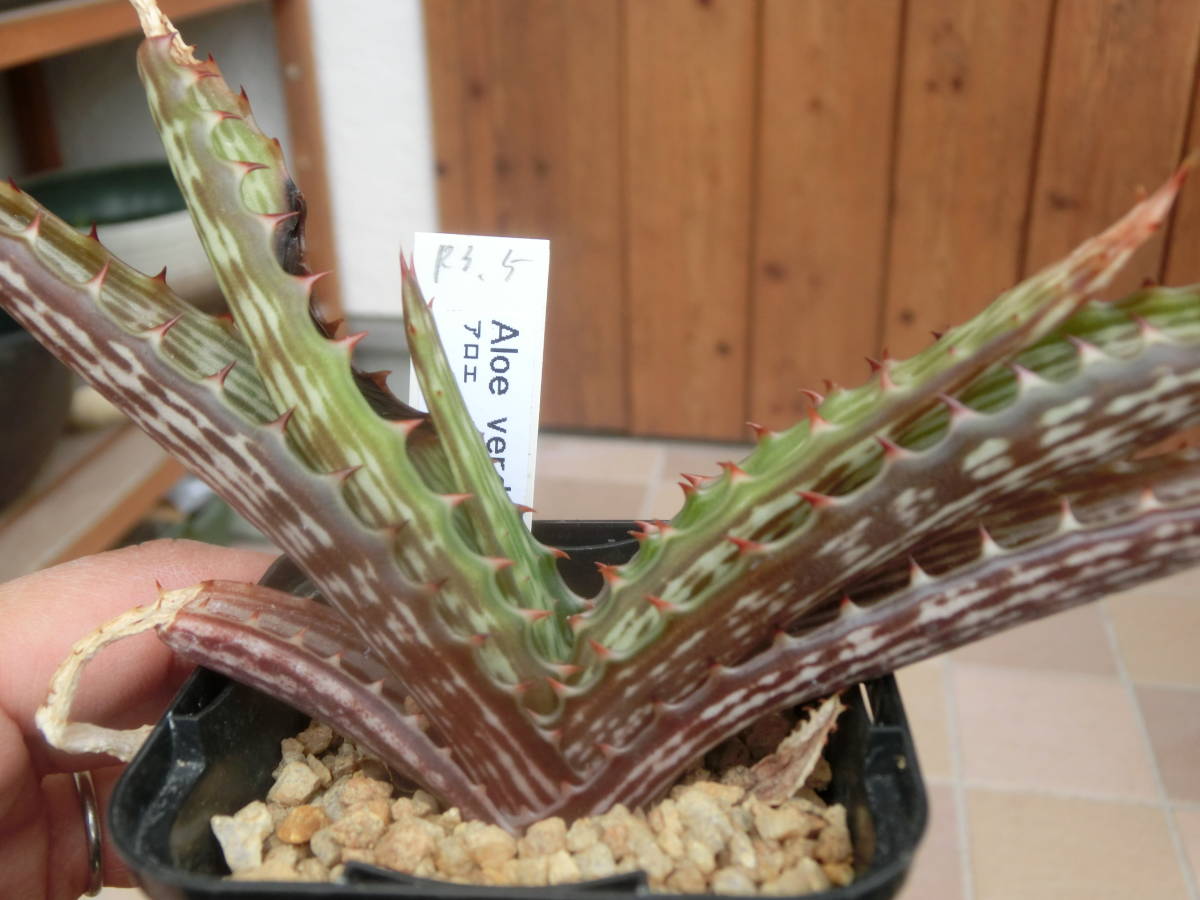 多肉植物 アロエ ヴェルドールニアエ Aloe verdoorniae ゆうパック お