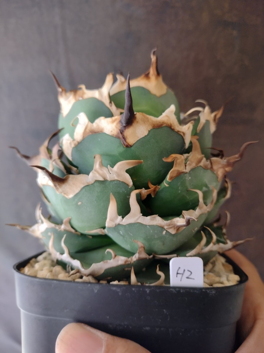 AGAVE TITANOTA HADES collection】アガベ チタノタ ハデス 大株
