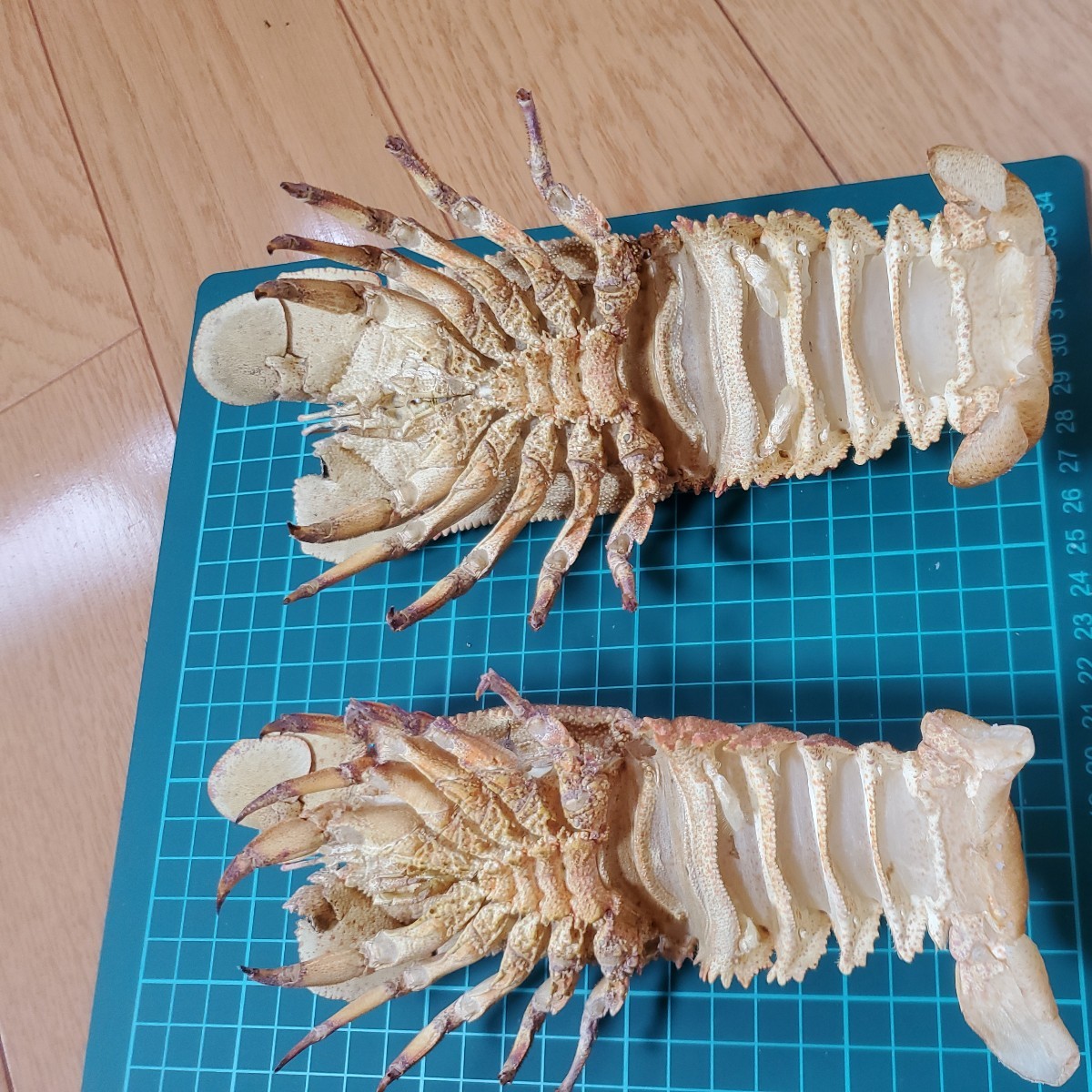 ☆ セミエビ ☆ 標本 4体 剥製 甲殻類 | - セミエビ