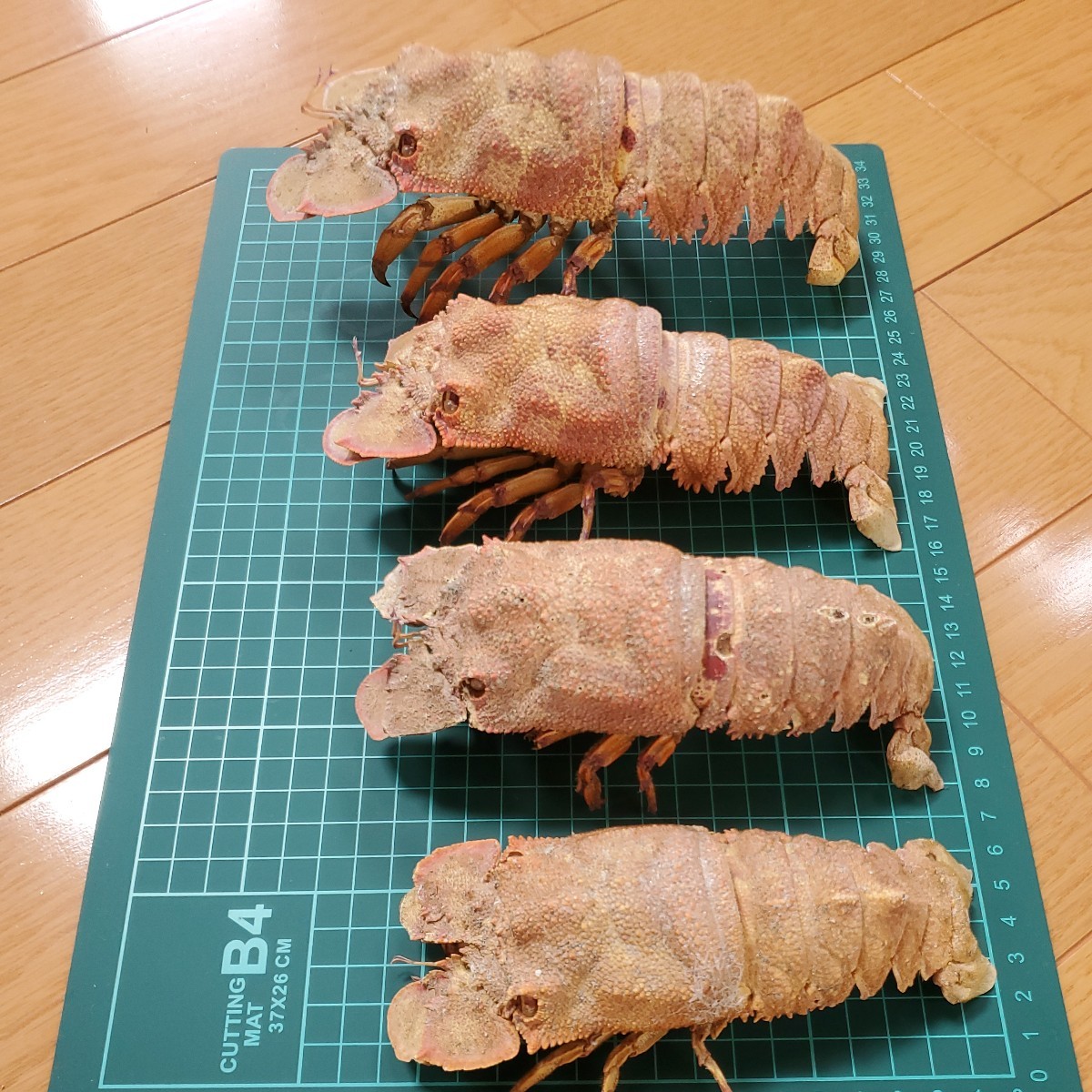 ☆ セミエビ ☆ 標本 4体 剥製 甲殻類 | - セミエビ