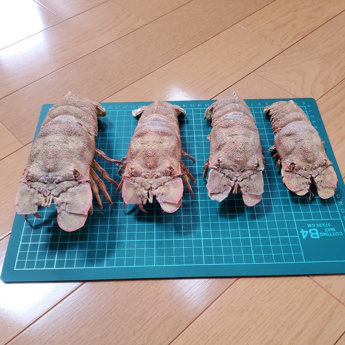 ☆ セミエビ ☆ 標本 4体 剥製 甲殻類 | - セミエビ