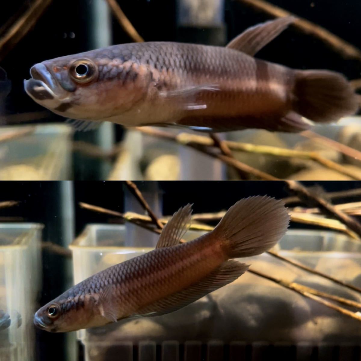 ベタsp.アントゥタAタイプ Betta sp. antuta A type / JFEM ジェフェム 04 ペア Betta ＭＯＲＥ ワイルドベタ 「アントゥタ比較説明ページ」ベタsp.アントゥタ JFEM購入ペアブリードワイルドベタ SB
