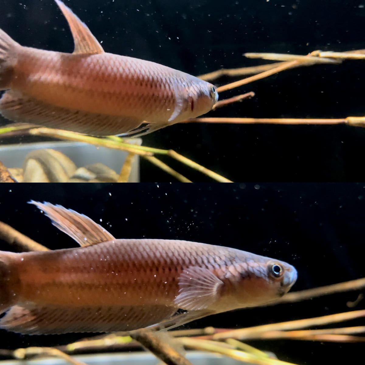 ベタsp.アントゥタAタイプ Betta sp. antuta A type / JFEM ジェフェム 04 ペア Betta ＭＯＲＥ ワイルドベタ 「アントゥタ比較説明ページ」ベタsp.アントゥタ JFEM購入ペアブリードワイルドベタ SB