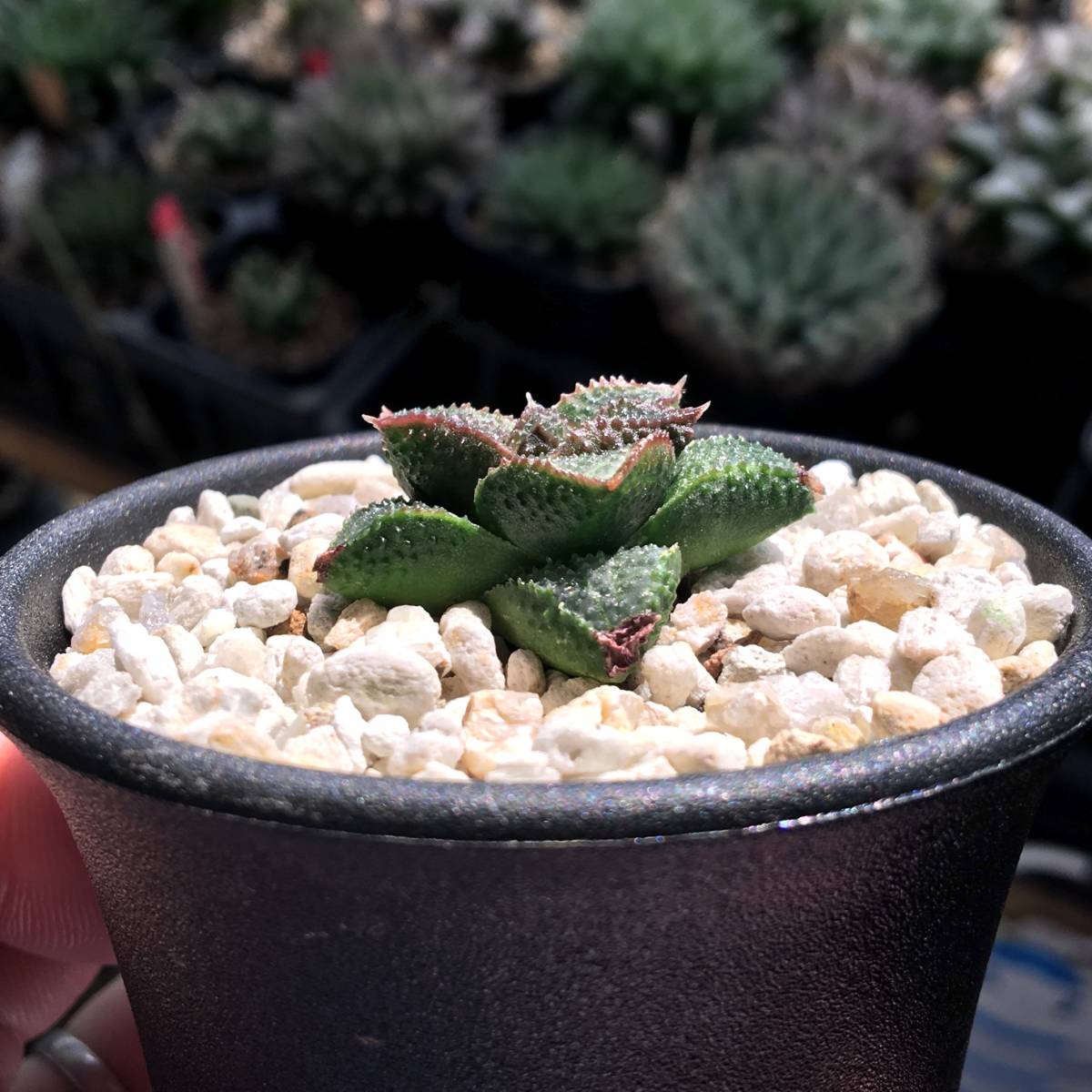 期間限定原種 ハオルチア H. mcmurtryi GM272 多肉植物 原種