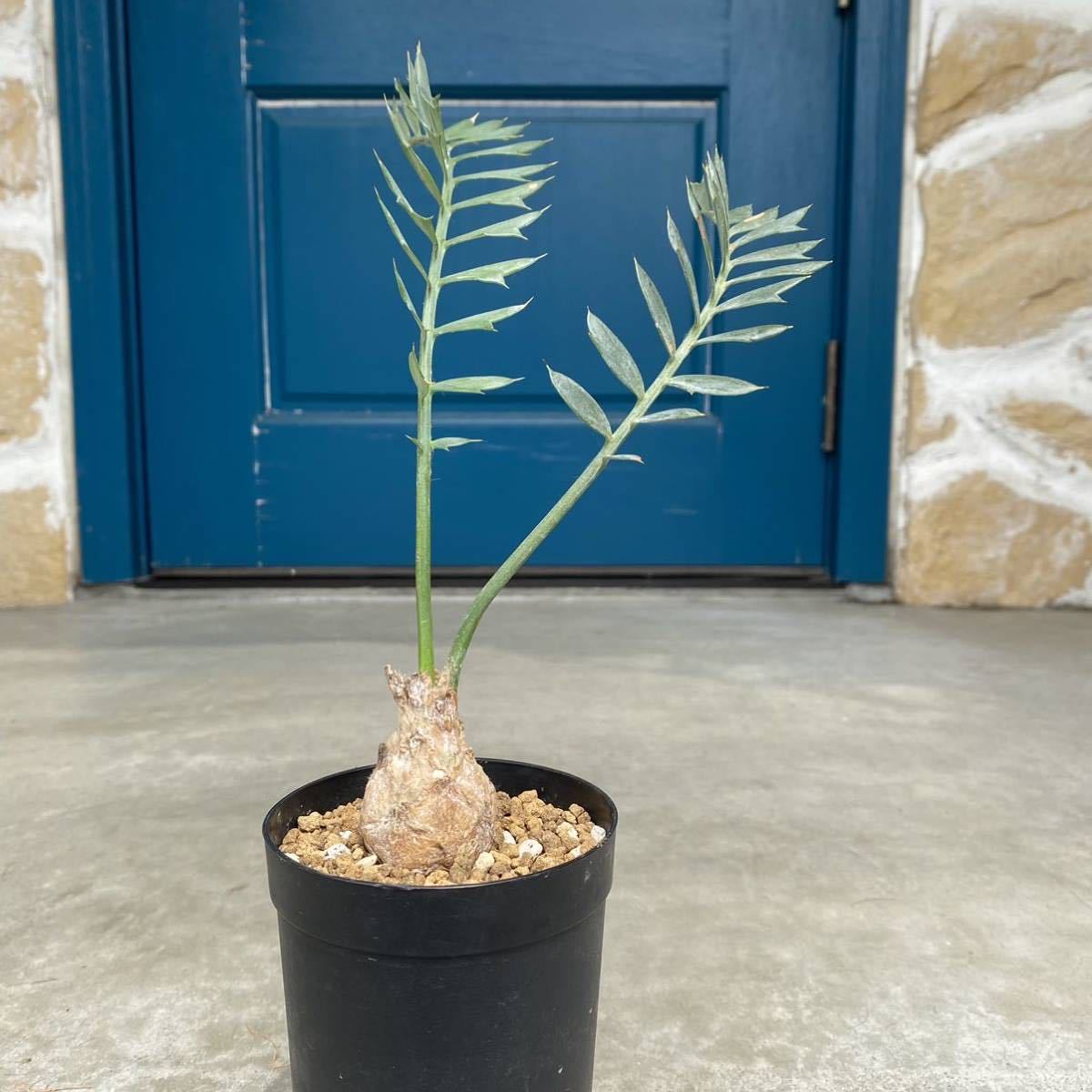 エンセファラルトス ホリダス 南アフリカ輸入 ドワーフencephalartos