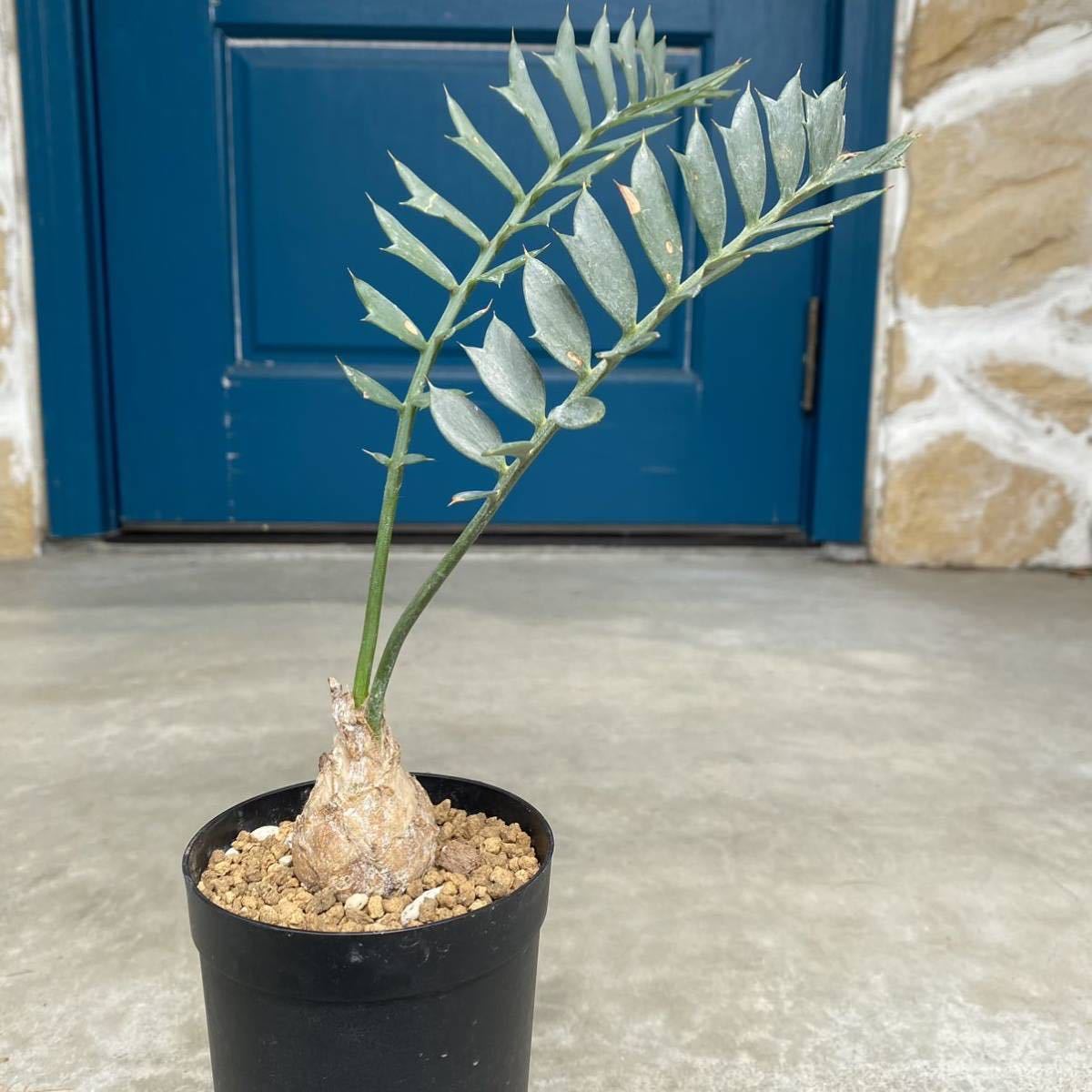 エンセファラルトス　ホリダス　南アフリカ　完全球体　レア株　ドワーフ エンセファラルトス ホリダス 南アフリカ 完全球体 レア株 ドワーフ