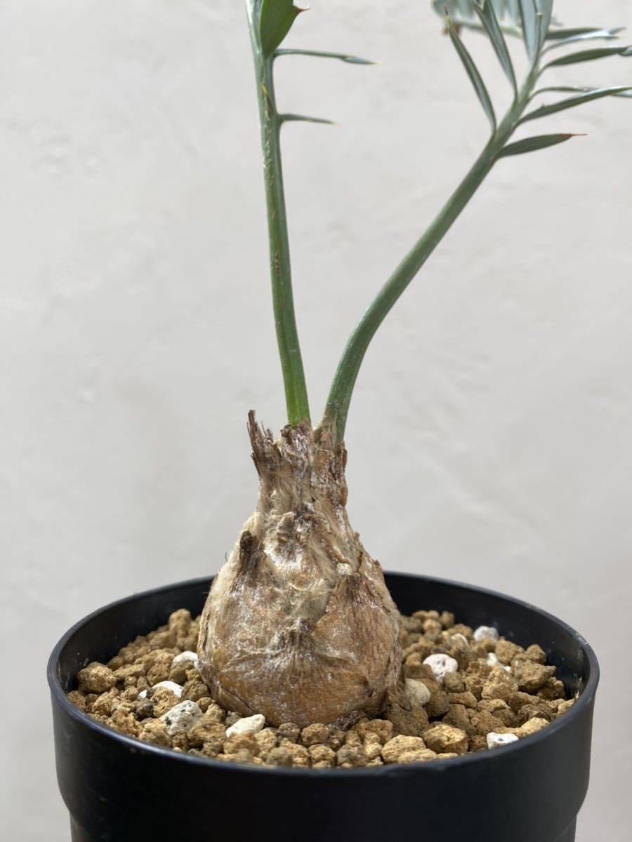 エンセファラルトス ホリダス 南アフリカ輸入 ドワーフencephalartos