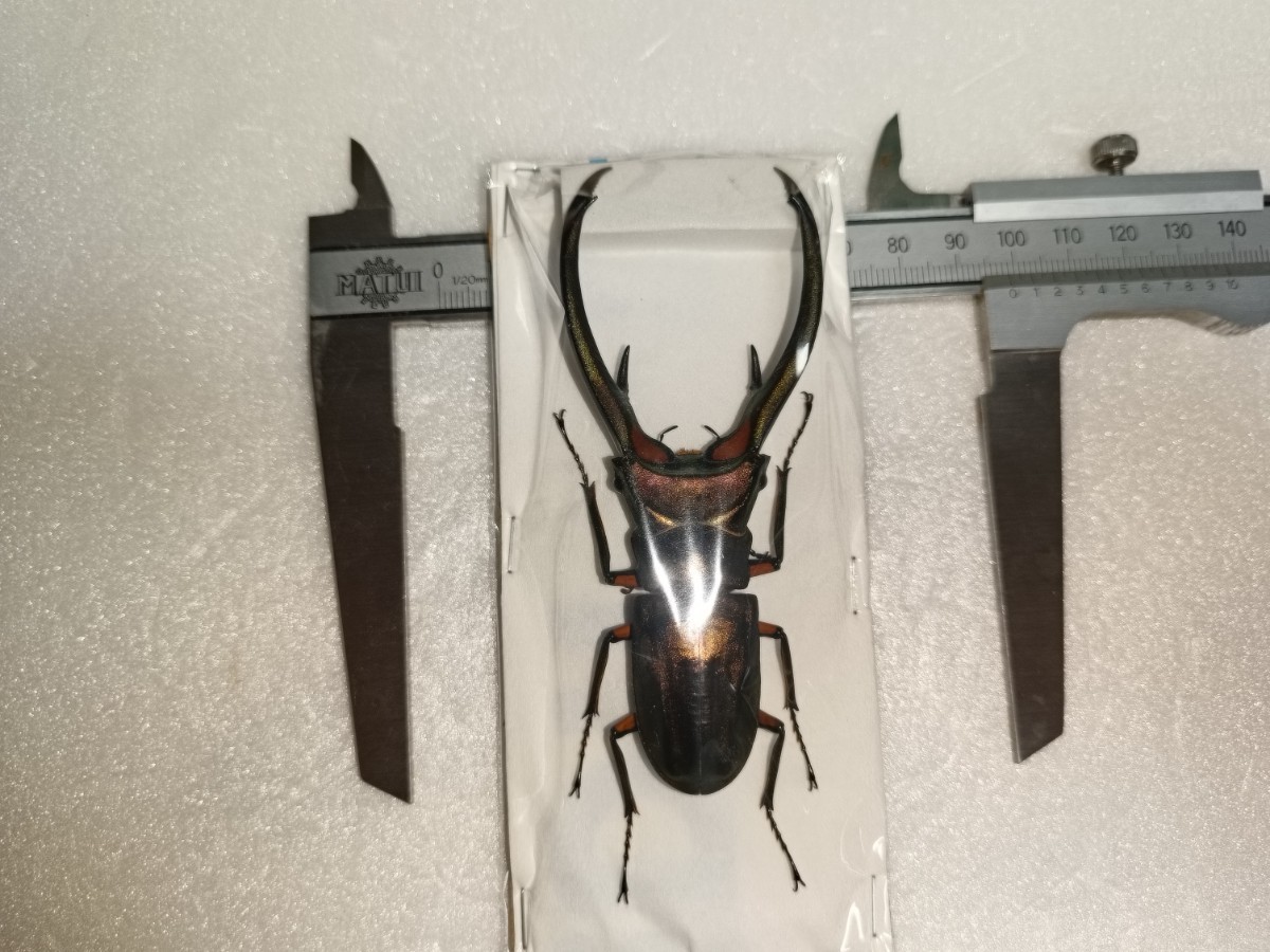 WD グリーン系 標本 エラフスホソアカクワガタ♂98ミリ スマトラ島