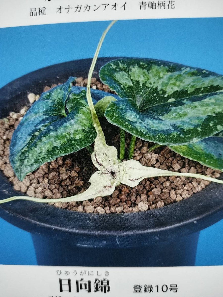 オナガカンアオイ『日向錦』 オナガカンアオイ 登録品 日向錦 縞柄花