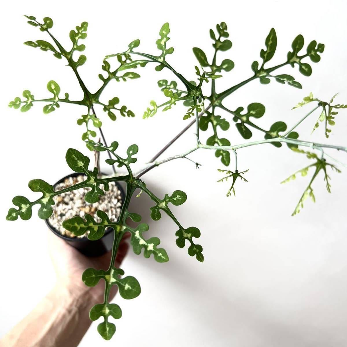 Adenia perrieri アデニア ペリエリ挿木 検)塊根植物 コーデックス