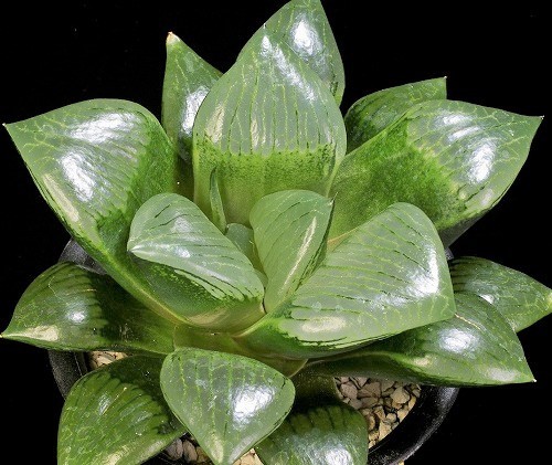 ハオルシア　酒呑童子交配　’金剛童子’　3.5号