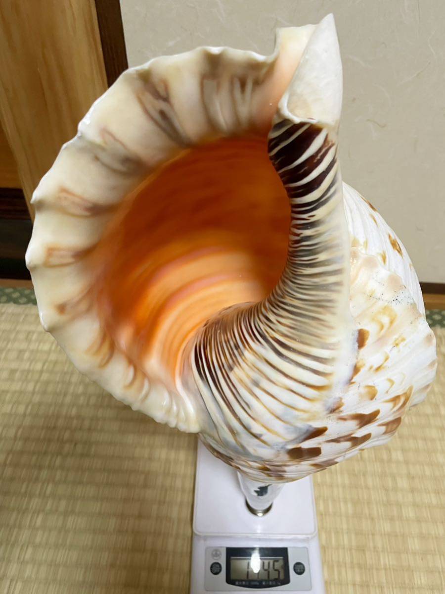 超大型修験道法螺貝 山伏 密教 魔除け 熊よけ ほら貝 ホラガイ(和楽器