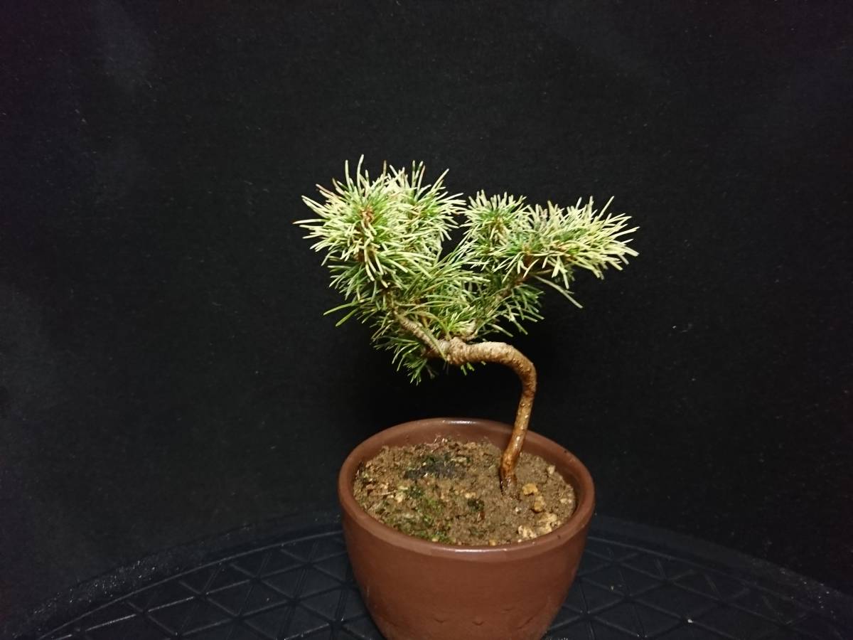 盆栽・苔玉 中品五葉松(伊豆の花火)