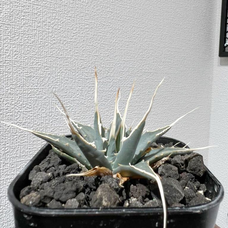 実生 選抜個体 エボリスピナ ユタエンシス アガベ utahensis var