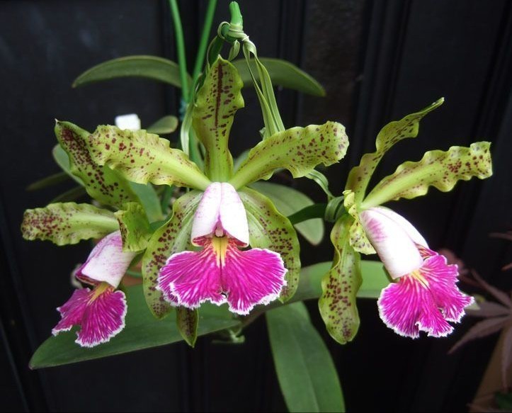 ☆【洋蘭原種】☆ C. schilleriana semi-alba 'Queen Esmeralda' (MC