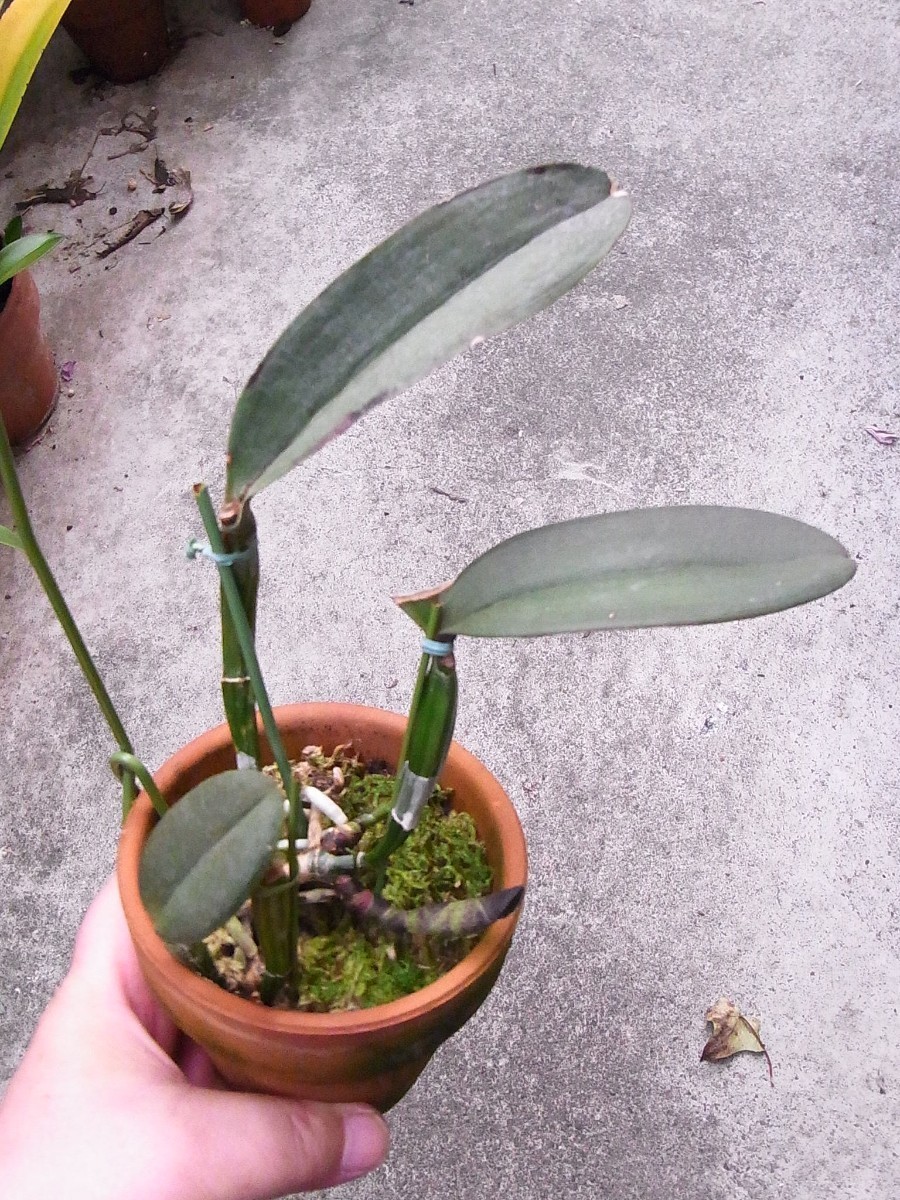 ☆【洋蘭原種】☆ C. schilleriana semi-alba 'Queen Esmeralda' (MC