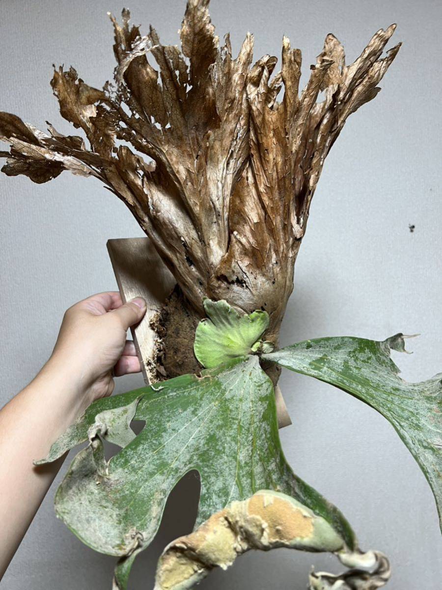 観葉植物 P. wallichii WILD from Phetchabun ワリチー