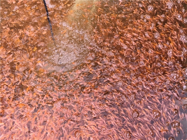 錦鯉　藍衣　稚魚無選別品　3.0ｃｍ前後　３００匹セット　