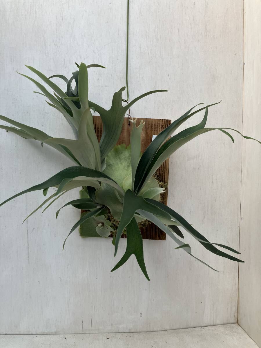 セール，爆買い bifurcutum ビフルカツム ビカクシダ(ビカクシダ、コウモリラン)｜売買されたオークション情報、yahooの商品情報をアーカイブ公開 - オークファン ビカクシダ、コウモリラン