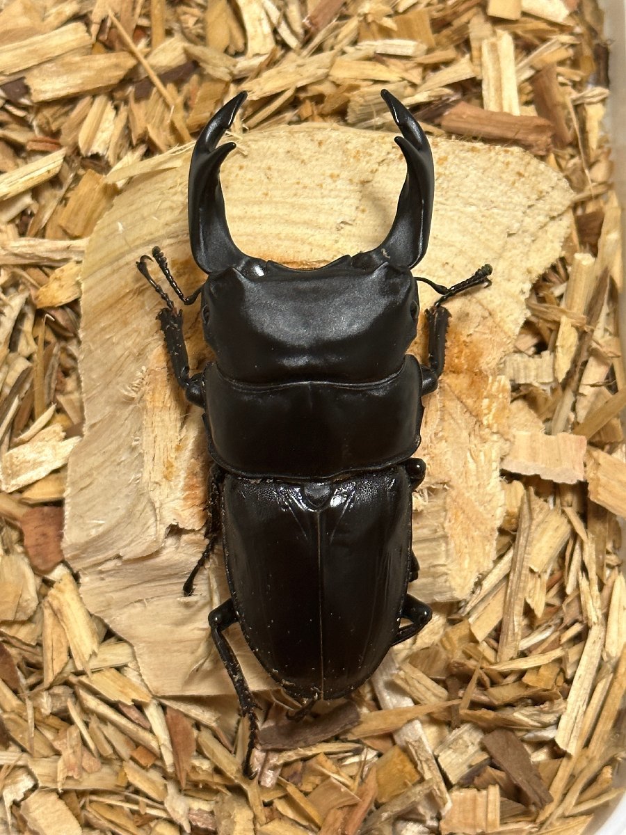 ♂80.0mm+♀52.0mm 能勢SR血統 新成虫 国産オオクワガタペア