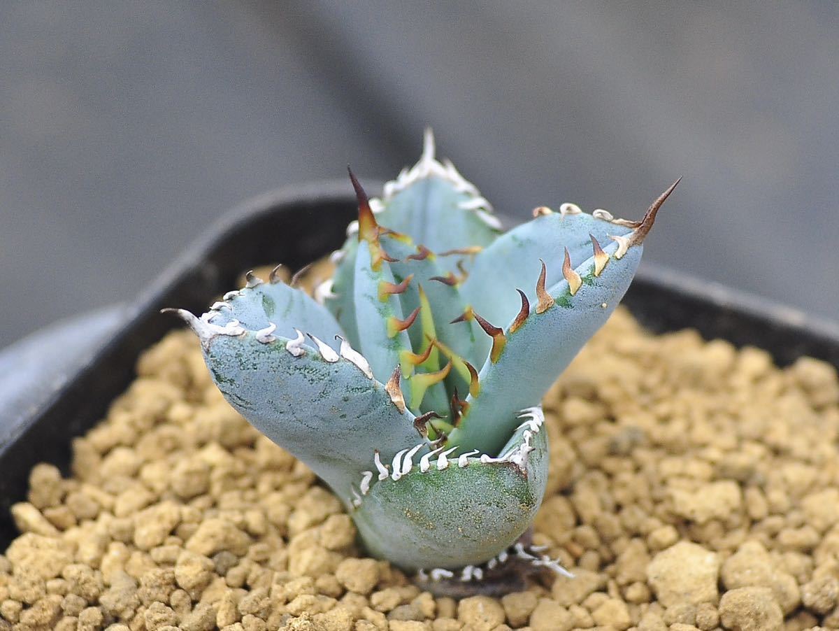 アガベ チタノタブルー 実生② （検 チタノタ オテロイ 矮性 多肉植物 