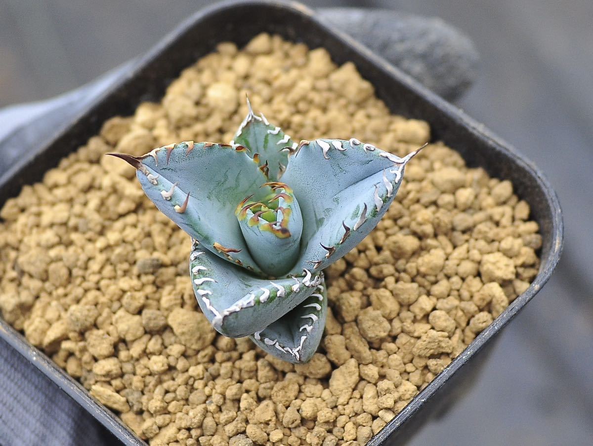 アガベ チタノタブルー 実生アガベ チタノタブルー 子株 検オテロイ