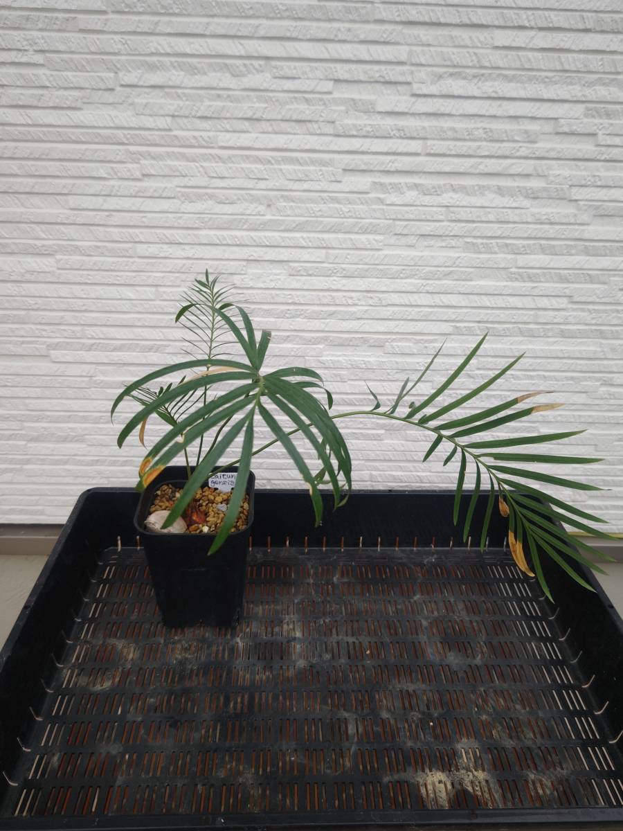 434 ハエマンサスノルティエリ Haemanthus nortieri特選大株 isla del