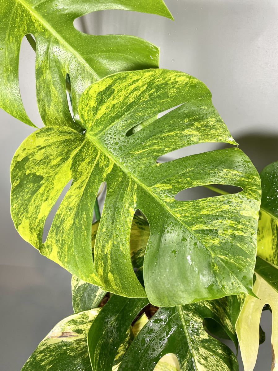 9」モンステラ ボルシギアナ オーレア 斑入り Monstera 9」モンステラ ボルシギアナ オーレア 斑入り Monstera