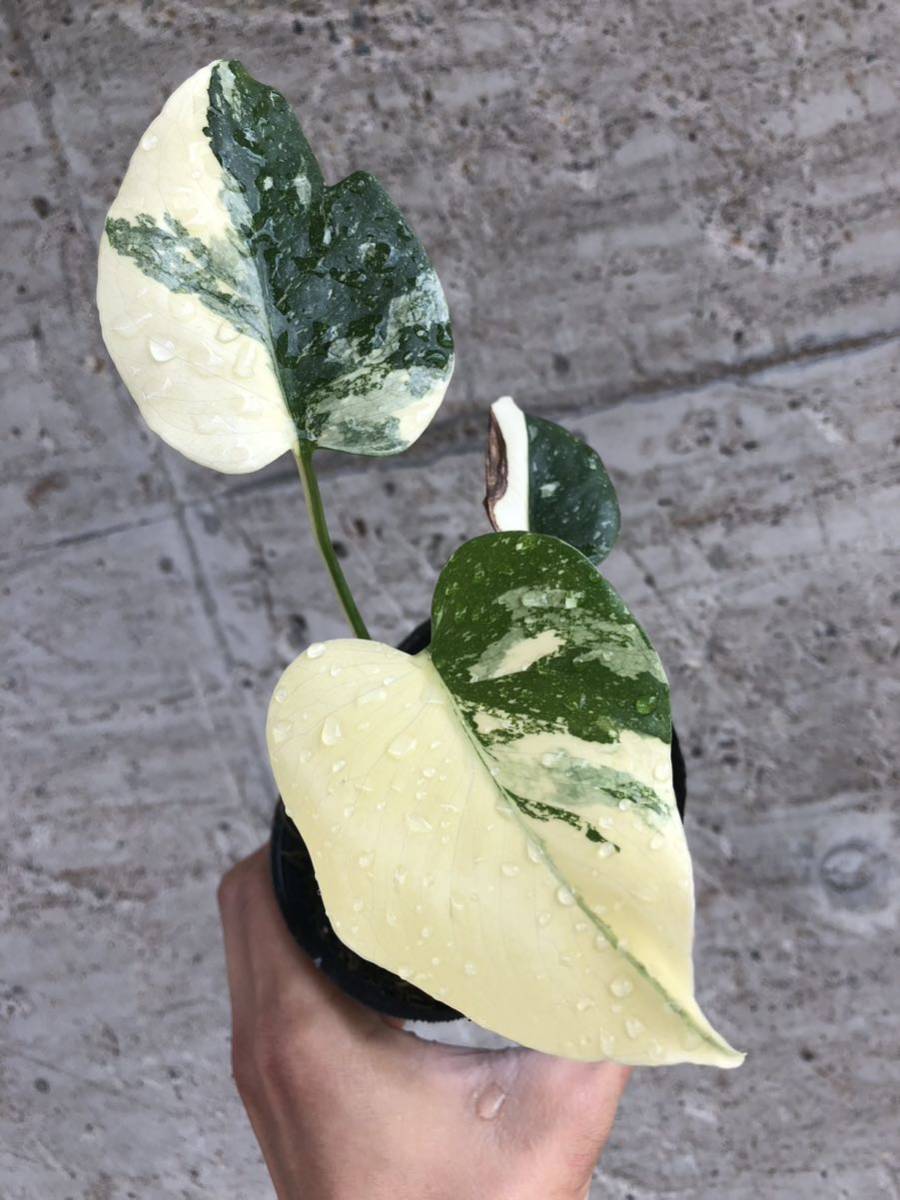 モンステラ 斑入り デリシオーサ イエローモンスター 幹立 モンステラ
