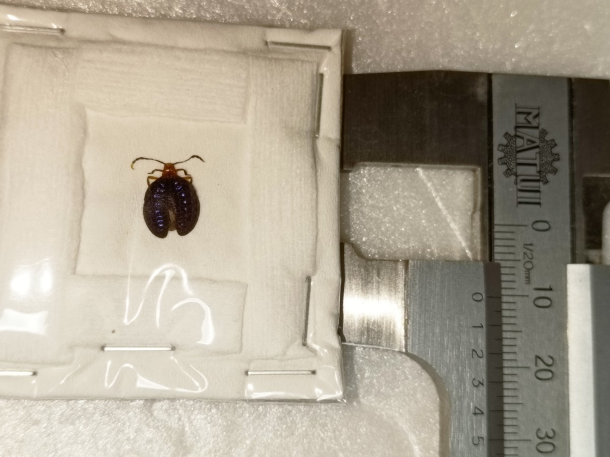 ベニボタルの仲間◇珍虫◇Broxylus pfeifferi◇標本◇10mm◇スラウェシ島(
