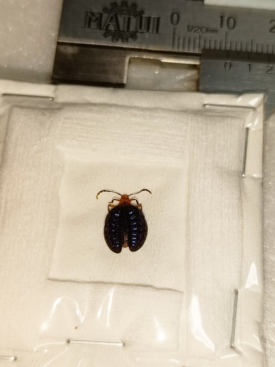 ベニボタルの仲間◇珍虫◇Broxylus pfeifferi◇標本◇10mm◇スラウェシ島(