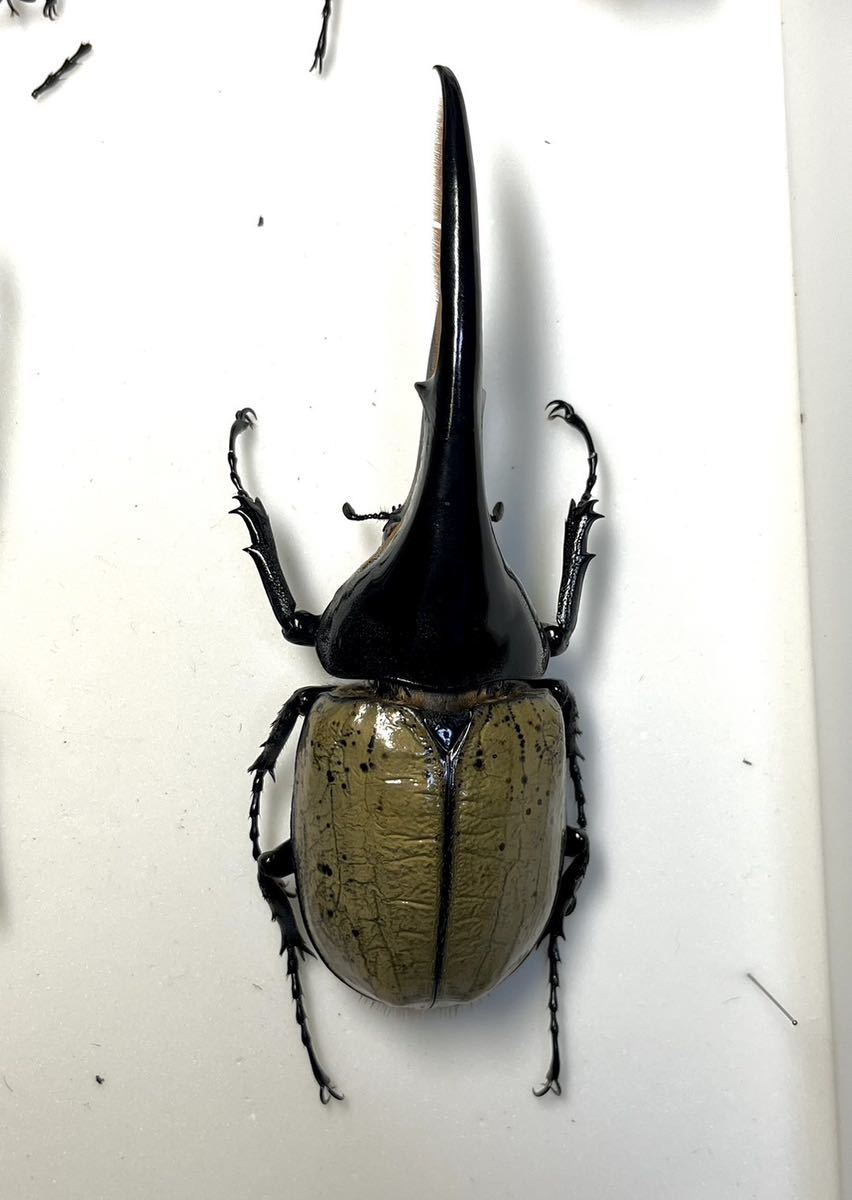 昆虫標本 超貴重 野外品 ヘラクレスヘラクレス146mm 最出品(虫類  