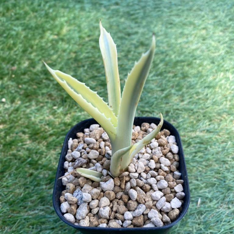 horrida | アガベ ホリダ Agave （Agave subsp. horrida） 竜舌蘭 0