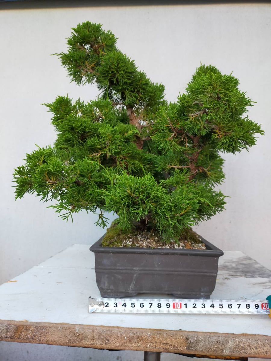糸魚川真柏 根連・寄せ植え? 糸魚川真柏 根連・寄せ植え?