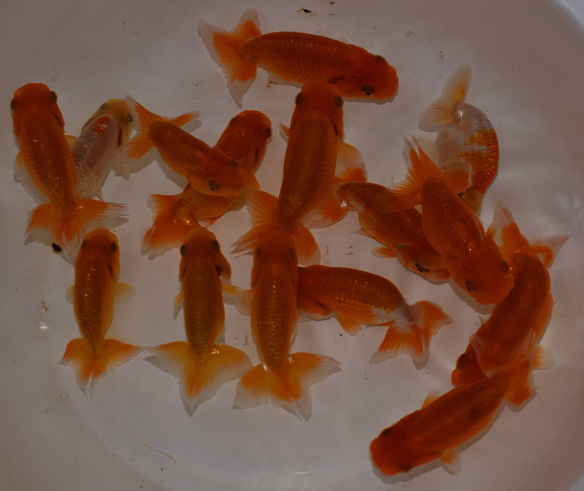 ＜GPらんちゅう＞　遠州の大巨匠　　鈴木順治氏系統魚　当歳　１５匹　約８ｃｍ　動画　現物　3（1～3）