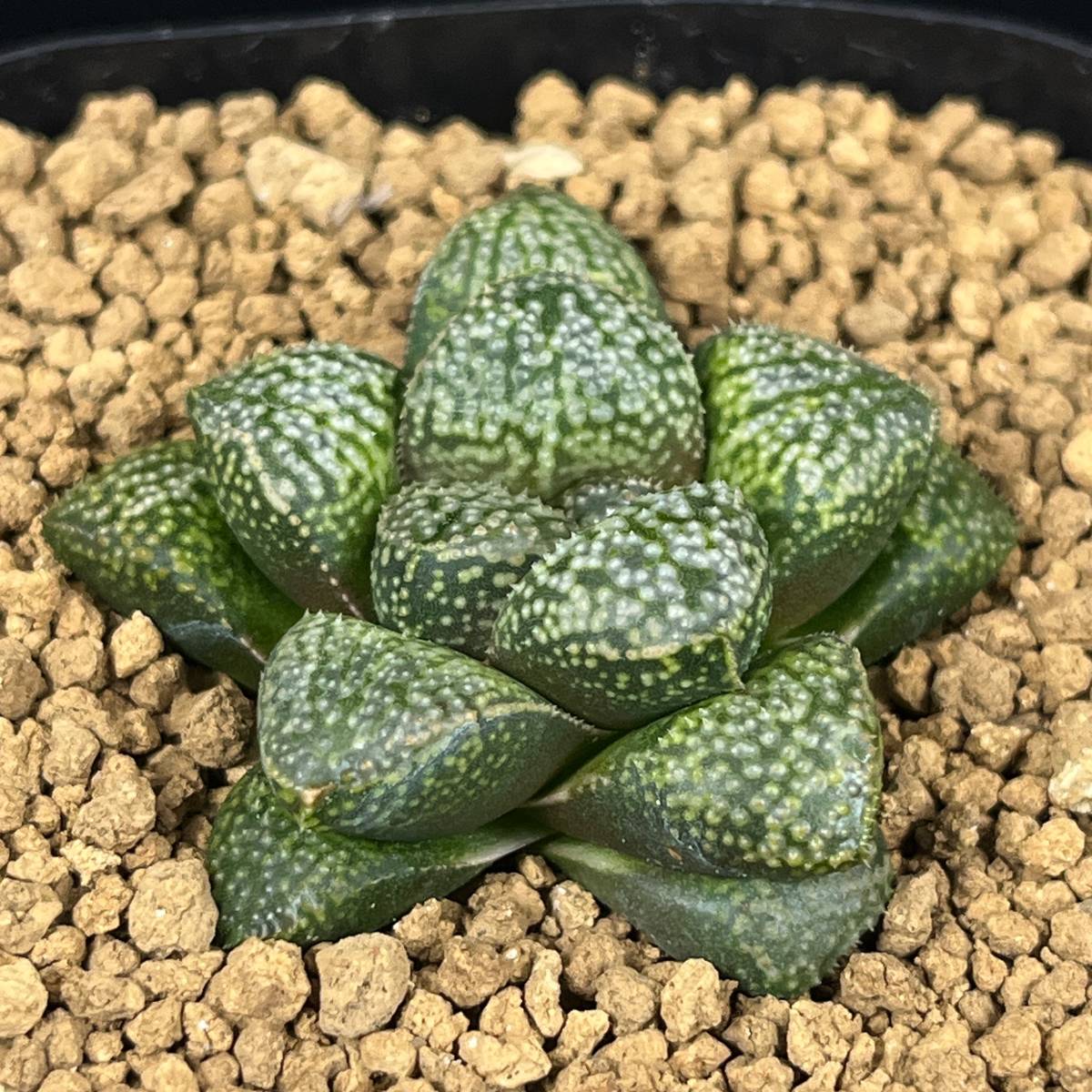 多肉植物 ハオルチア ピクタ 小澤モザイク 多肉植物 ハオルチア ピクタ 小澤モザイク