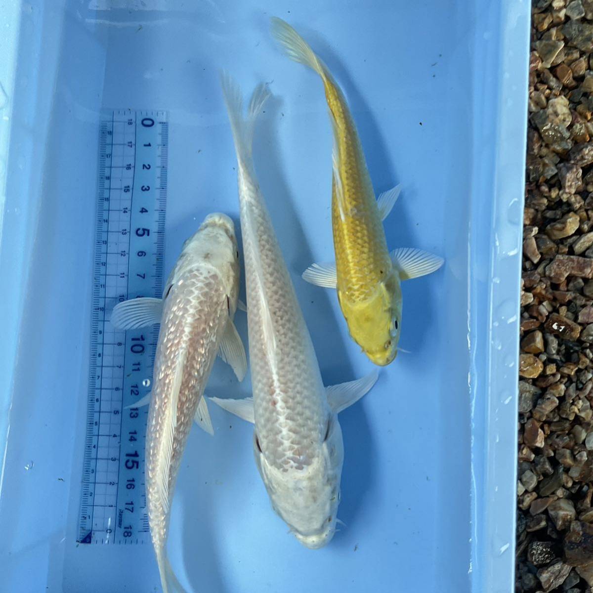 写真現物 ダイヤプラチナ プラチナ 黄金松葉 二歳魚3匹セット 17cm  