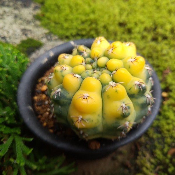 ギムノカリキウム 瑞昌玉錦 実生 サボテン | 瑞昌玉の育て方