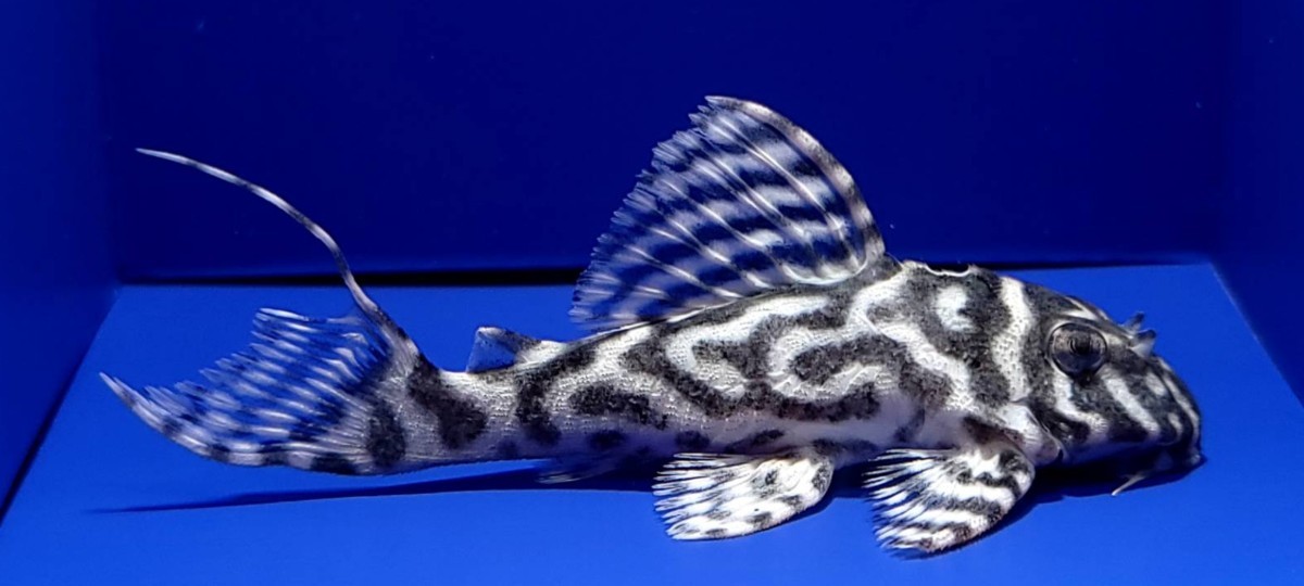 AQUASHOPアクアランド さしみブリード　メガクラウンゼブラプレコ ヒレ難有り 約7.5cm　保証有り　