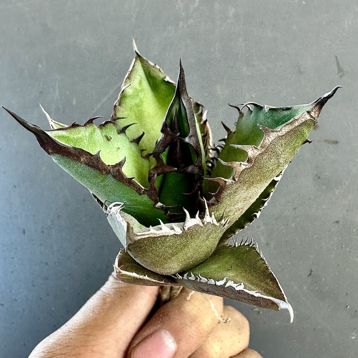 高級品種 アガベ チタノタ ブラックファイヤー 黒火焔 No.4076 極上株