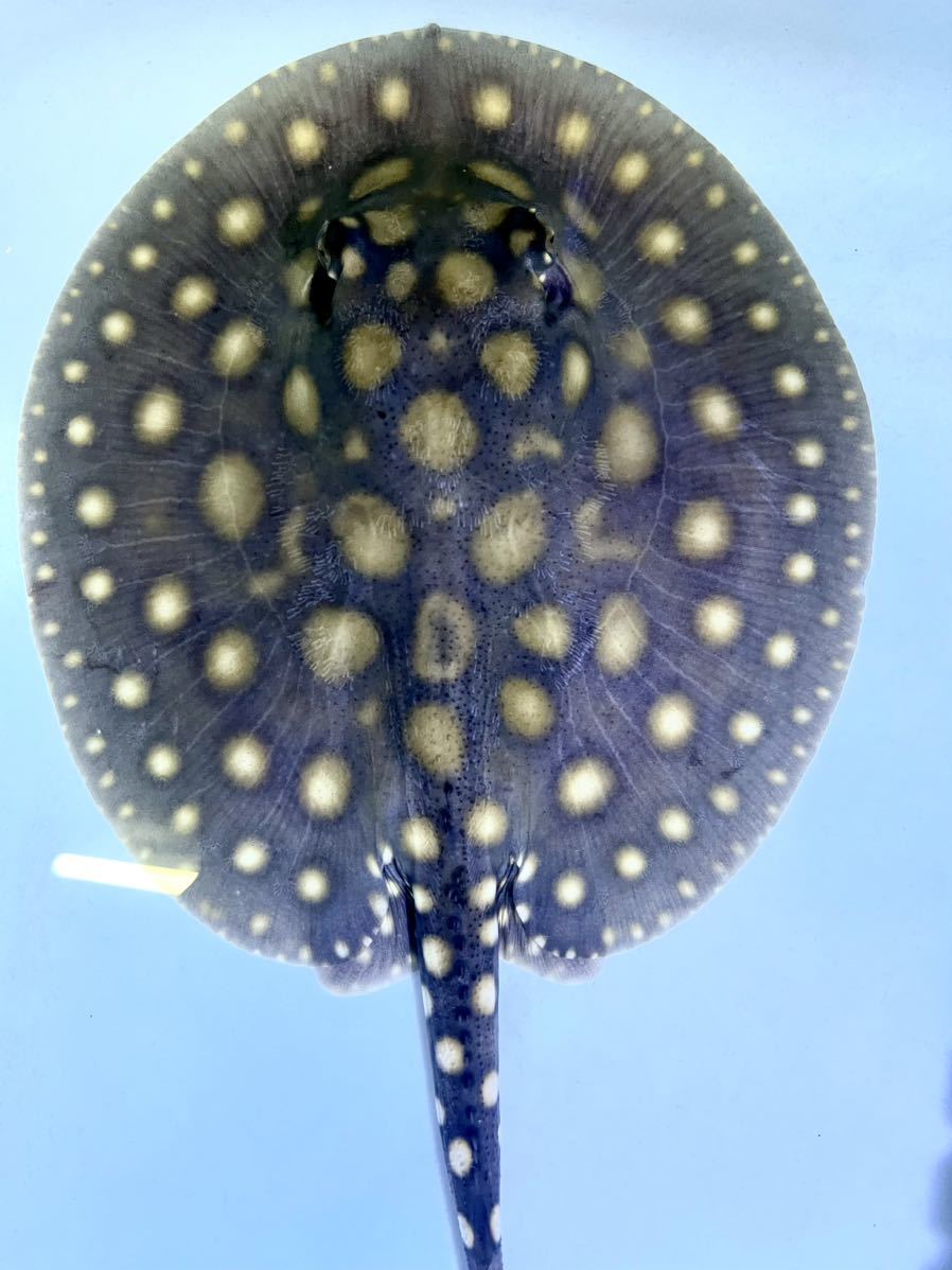008淡水エイ／♀ブラックダイヤモンドポルカ約15㌢ 大型魚 008淡水エイ