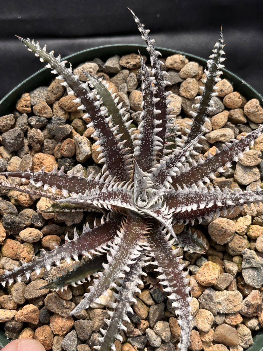 観葉植物 ディッキア ビルベイカー Dyckia tracking code GAA